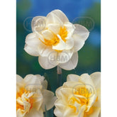 Hectarul - Bulbi de narcise Manly, 5 bulbi